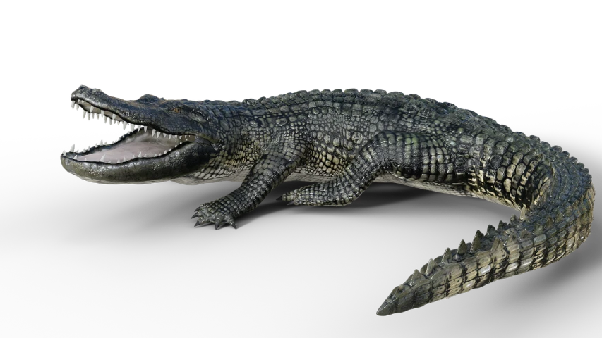 a close up of an alligator with its mouth open, trending on zbrush central, photorealism, full body and head view, scaled arm, highly detailed barlowe 8 k, photo of crocodile