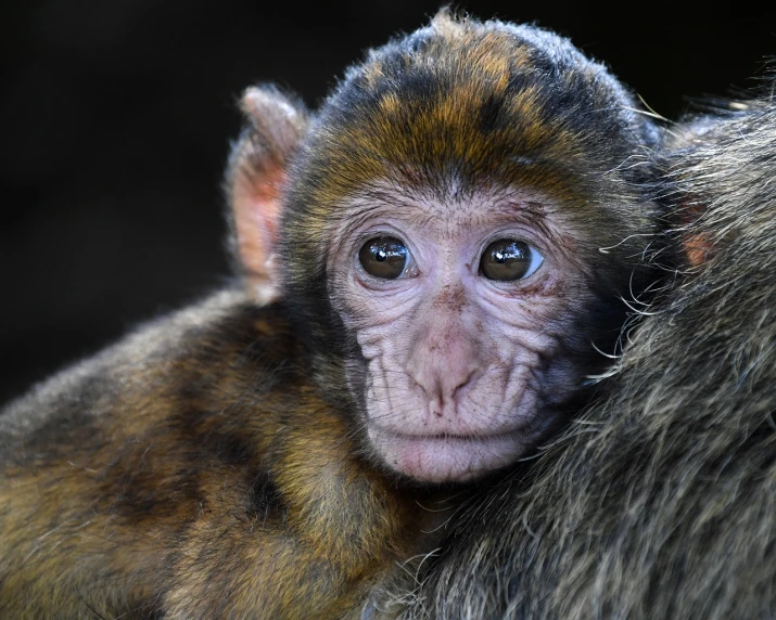 a close up of a monkey looking at the camera, a portrait, by Dietmar Damerau, shutterstock, renaissance, maternal photography 4 k, moroccan, young female, highly detaild