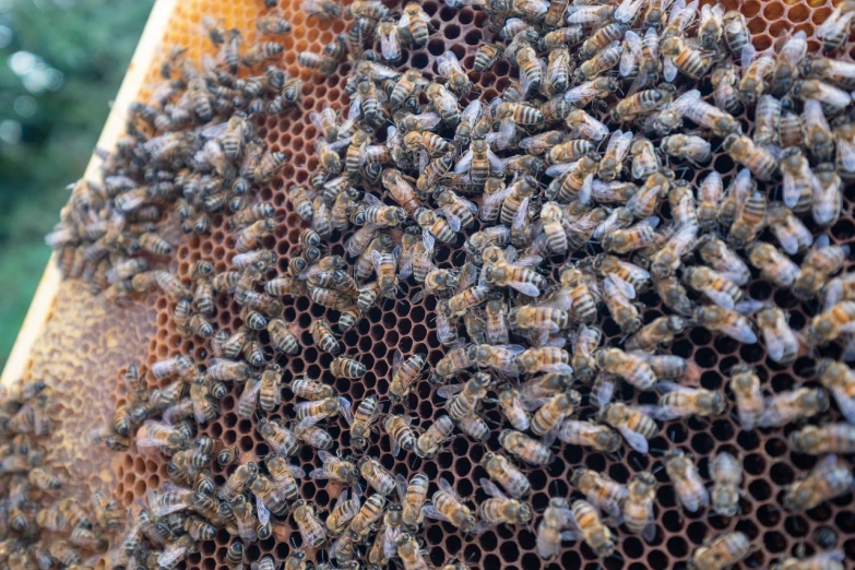 a bunch of bees that are inside of a beehive, by Joy Garnett, happening, top down photo at 45 degrees, 🦩🪐🐞👩🏻🦳, medium close up, view from above