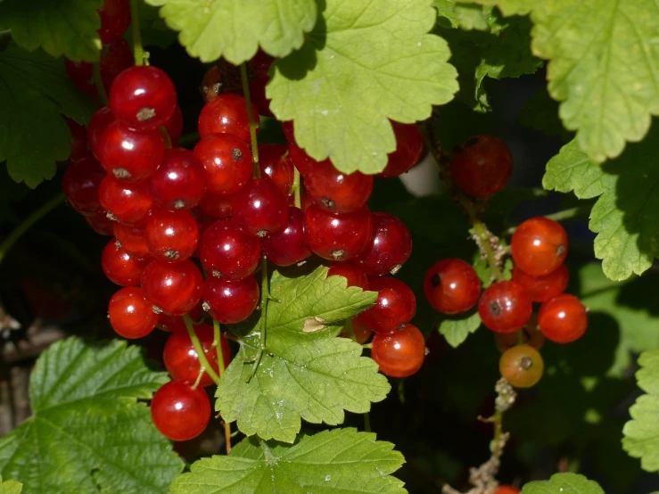 a close up of a bunch of red berries, by Karl Völker, ermine, nice face, platinum, gradins