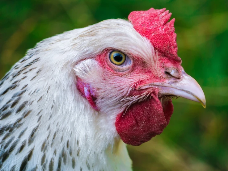 a close up of a chicken with a red comb, a picture, by Josef Dande, shutterstock, heavy - lidded eyes, white neck visible, sigma 85/1.2 portrait, wisconsin