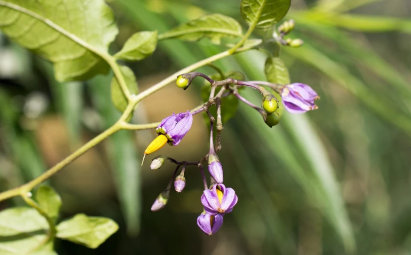 a close up of a plant with purple flowers, by Robert Brackman, hurufiyya, sri lanka, swollen muscles, hanging veins, purple and yellow