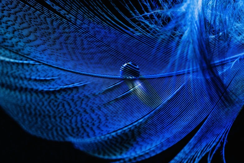 a close up of a blue feather on a black background, a macro photograph, by Robert Brackman, art photography, dark blue spheres fly around, amoled wallpaper, fibonacci, 4 k hd wallpaper very detailed