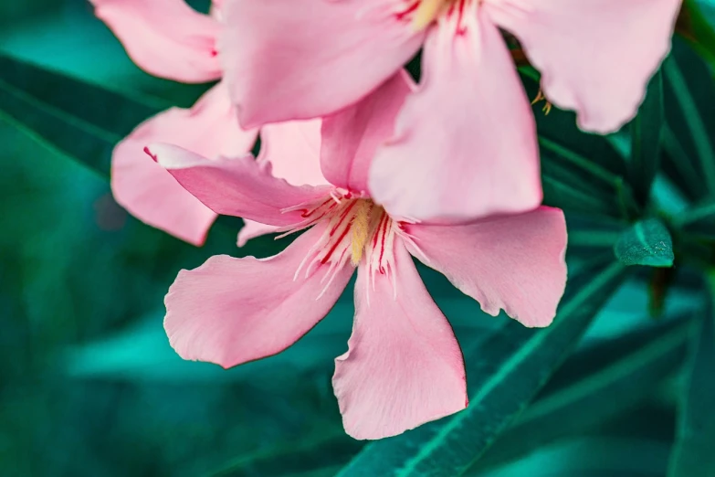 a close up of a pink flower with green leaves, a macro photograph, by Jan Rustem, fine art, iris compiet, sakura flowers, highly detailed image, beautiful tropical flowers