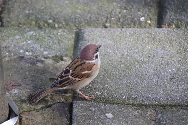 a small bird sitting on top of a stone wall, a photo, happening, on the concrete ground, very sharp photo