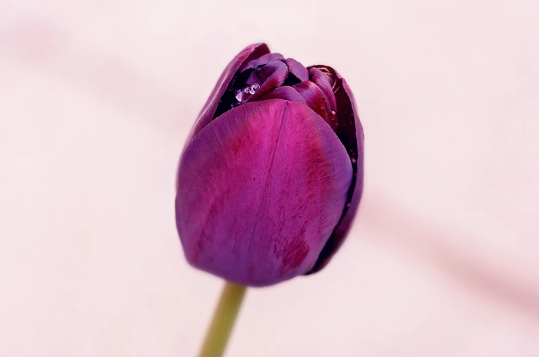 a purple flower with water droplets on it, by Jan Rustem, flickr, romanticism, tulip, plum color scheme, highly detailed product photo