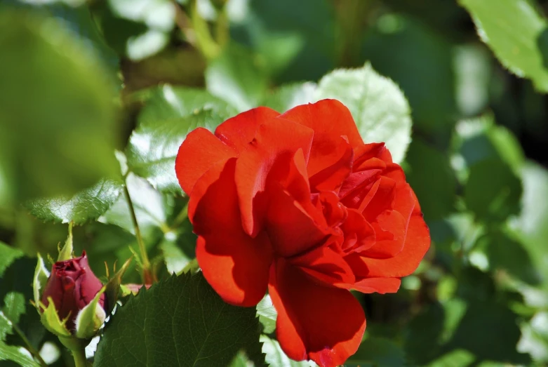 a close up of a red rose with green leaves, in sunny weather, salvia, kodak photo, no gradients