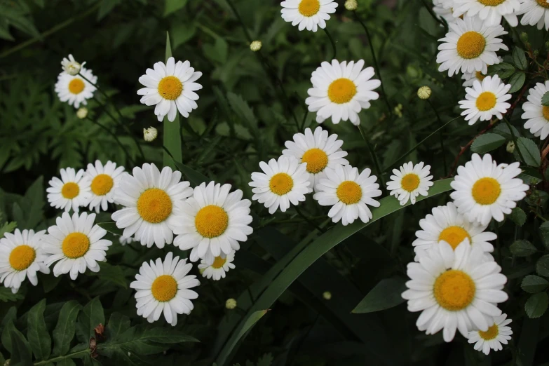 a bunch of white flowers with yellow centers, by Yasushi Sugiyama, pixabay, hurufiyya, daisy dukes, [ 4 k photorealism ], overgrown with flowers, beijing