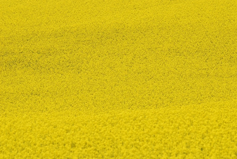 a lone cow standing in a field of yellow flowers, inspired by Andreas Gursky, color field, 4k detail, daniel richter, photography ultrafine detail, wheat field