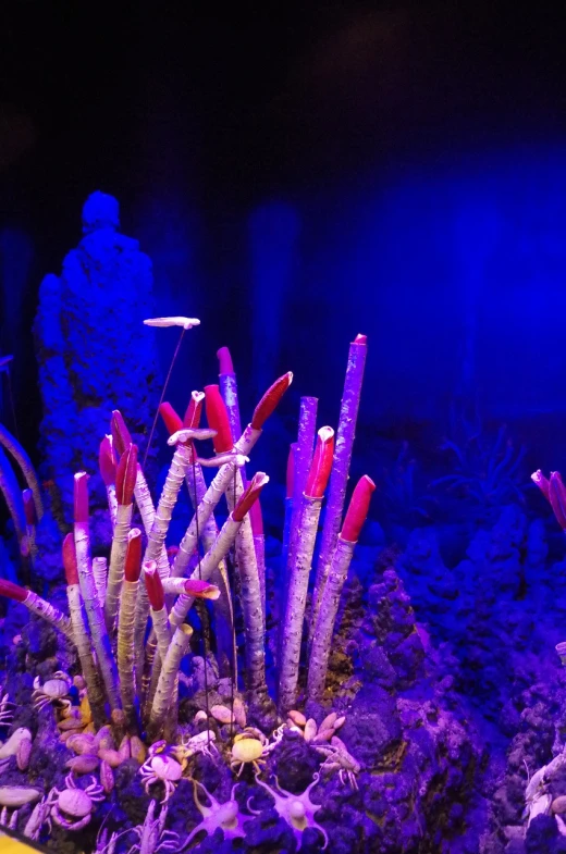 a fish tank filled with lots of different types of plants, romanticism, red and blue neon, high detailed thin stalagmites, sea anemone, like a scene from blade runner