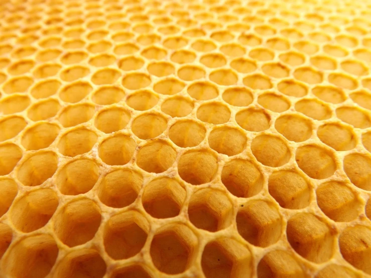 a close up of the inside of a beehive, minimalism, delicious, wax, high detail product photo