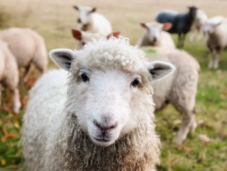 a herd of sheep standing on top of a lush green field, a picture, shutterstock, closeup shot of face, avatar image, white lashes, instagram photo