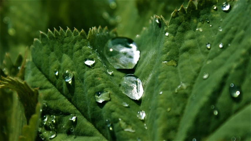 a close up of a leaf with water droplets on it, a macro photograph, by Tom Carapic, pixabay, renaissance, marijuana ) wet, paddle of water, emeralds, small depth of field