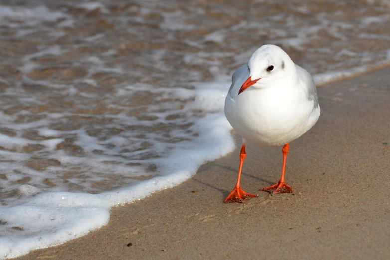 a white bird standing on top of a sandy beach, a photo, by David Garner, shutterstock, white and orange, shiny skin”, standing next to water, cutie