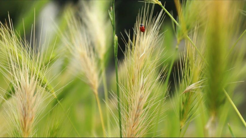 a ladybug sitting on top of a tall grass covered field, by Ludovit Fulla, figuration libre, filmed in 70mm, b - roll, sharp focus - h 8 0 0, great red feather