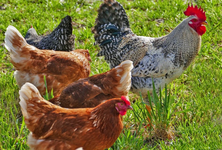 a group of chickens standing on top of a lush green field, a picture, shutterstock, renaissance, profile close-up view, hd —h 1024, shiny and sparkling, in the garden