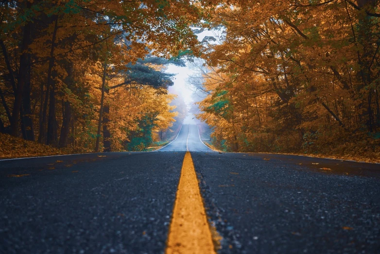 an empty road in the middle of a forest, a picture, by Jason A. Engle, unsplash contest winner, realism, 4 k vertical wallpaper, golden colors, rhode island, amazing contrasting background