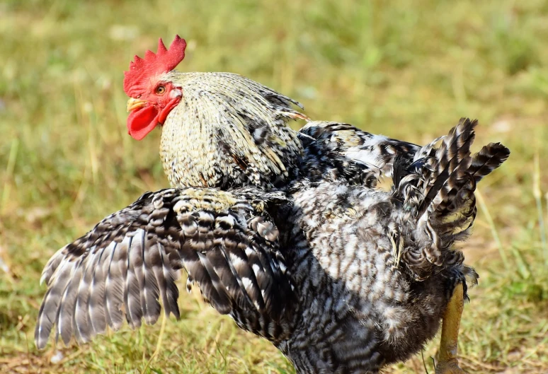 a rooster standing on top of a grass covered field, shutterstock contest winner, baroque, gray mottled skin, close-up fight, having fun in the sun, working hard