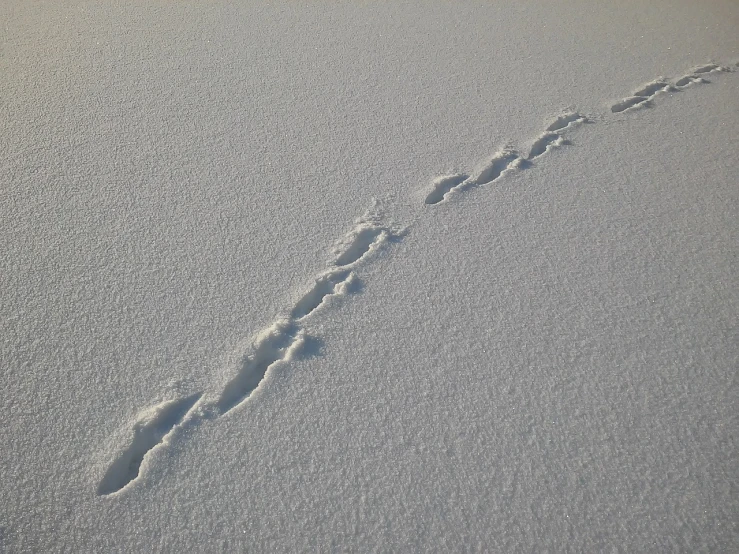 a long line of tracks in the snow, trending on pixabay, land art, ants, beaver, gradient white to silver, very sharp photo