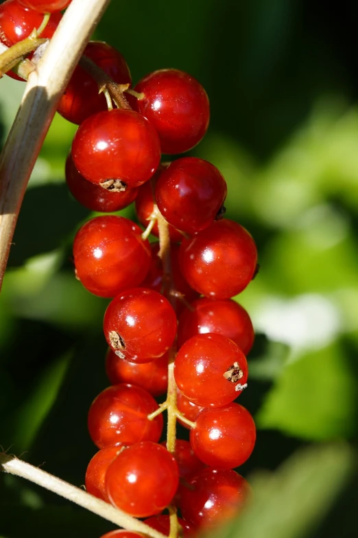 a close up of a bunch of red berries, by Dietmar Damerau, shutterstock, hurufiyya, no gradients, plant sap, close-up photo, hot summer sun