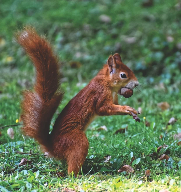 a squirrel standing on its hind legs in the grass, pexels, renaissance, acorns, stock photo, reddish - brown, italian masterpiece