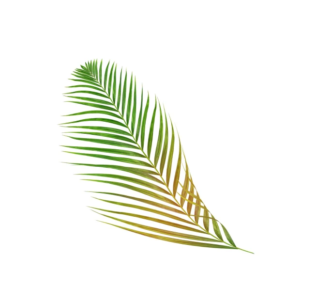 a close up of a palm leaf on a white background, an illustration of, by Kinichiro Ishikawa, shutterstock, art deco, flat color, very high angle view, gradient white to gold, high detail illustration