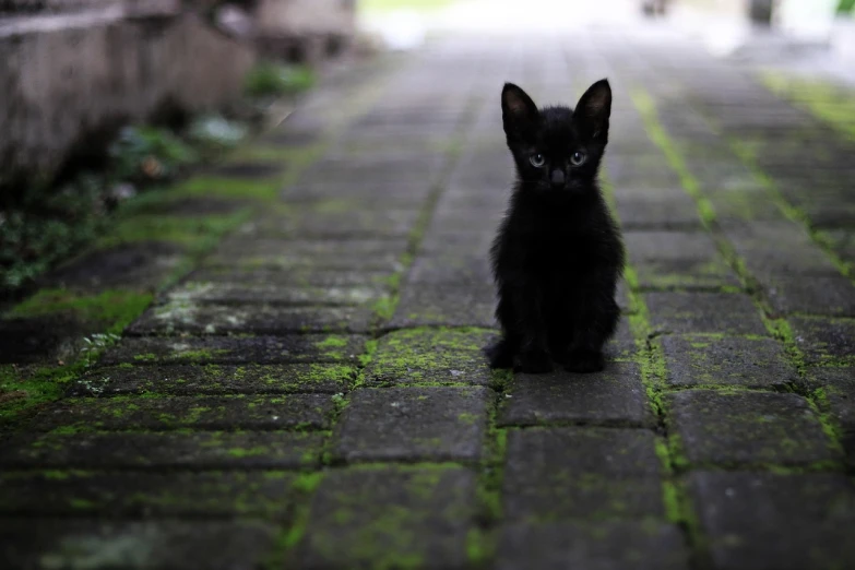 a black cat sitting on a brick walkway, by Wen Zhenheng, minimalism, cute kittens, it\'s name is greeny, black road, menacing