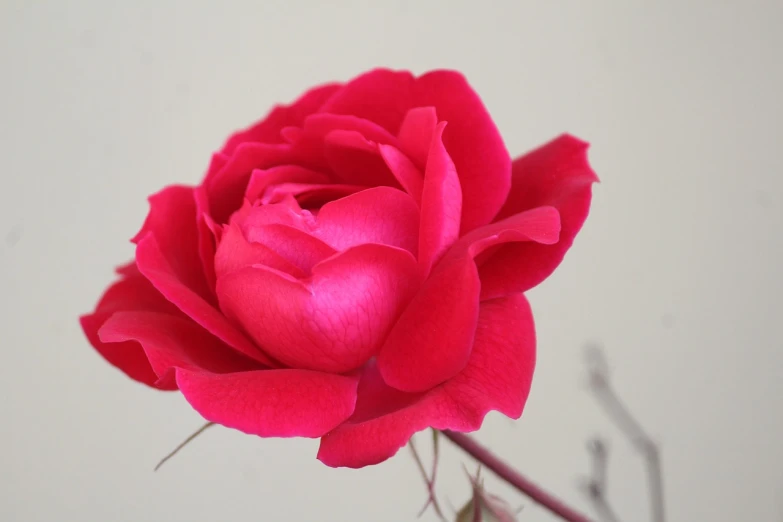 a close up of a pink rose in a vase, inspired by Nagasawa Rosetsu, flickr, vibrant red, 165 cm tall, elegant pose, jasmine