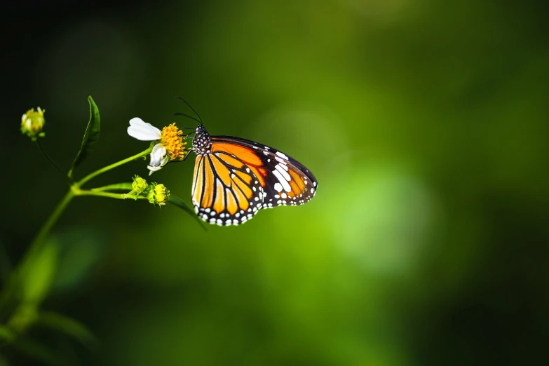 a close up of a butterfly on a flower, by Basuki Abdullah, shutterstock, minimalism, royal green and nature light, tiger, full body close-up shot, bokeh photo