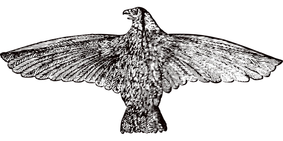 a black and white drawing of a bird, inspired by Gonzalo Endara Crow, pixabay, kinetic pointillism, big white glowing wings, in the art style of quetzecoatl, 3/4 view from below, amoled