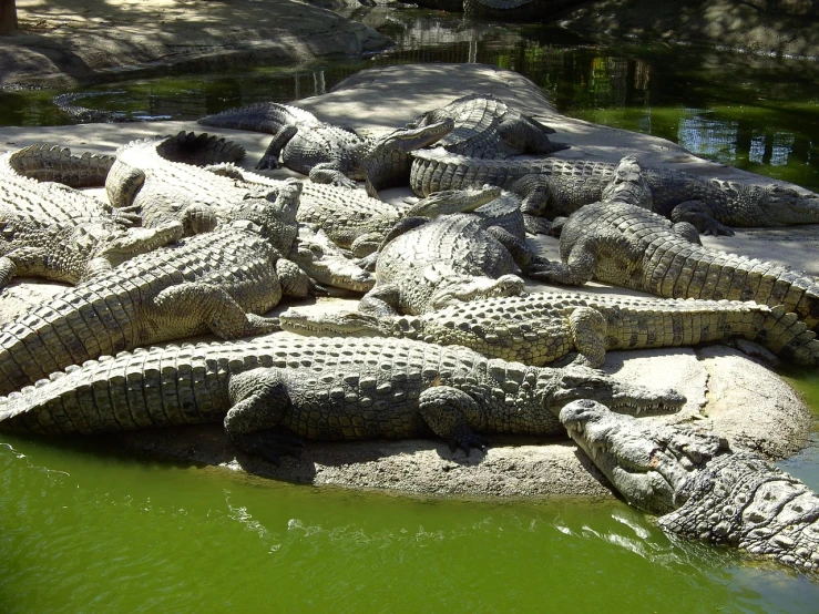a group of alligators resting on a rock in the water, by Eva Gonzalès, flickr, seville, aaaaaaaaaaaaaaaaaaaaaa, very large scales, many copies of them
