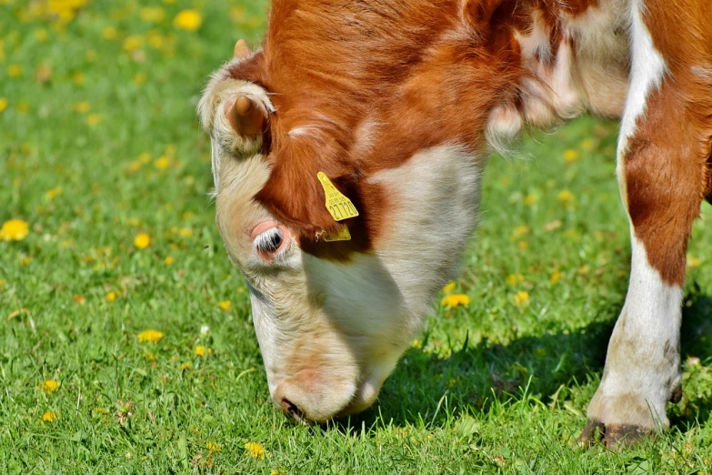 a brown and white cow eating grass in a field, by Jan Rustem, pixabay, stock photo, square nose, istockphoto, buttercups