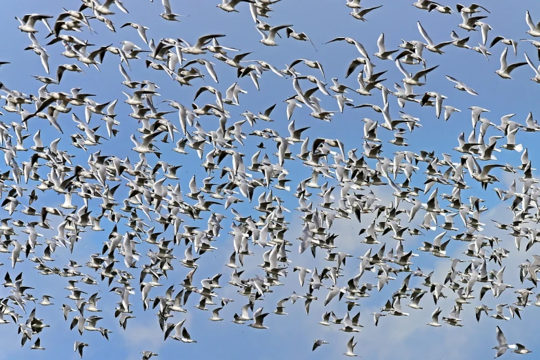 a flock of birds flying through a blue sky, by David Budd, figuration libre, new zeeland, john baer, full res, nets