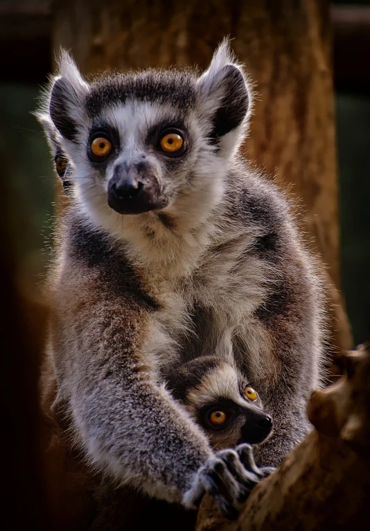a close up of a lemur on a tree branch, a photo, dada, adult pair of twins, !! looking at the camera!!, fine detail post processing, captured on canon eos r 6