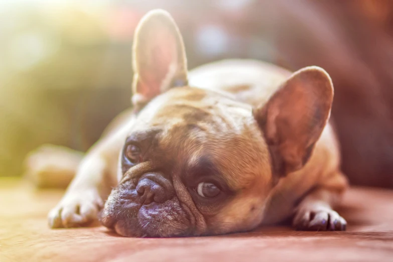 a close up of a dog laying on a couch, a portrait, shutterstock, renaissance, french bulldog, warm sundown, heartbreaking, illustration!