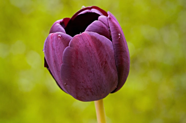 a close up of a purple flower in a vase, a picture, by Jan Rustem, pixabay, tulip, black lotus, full body close-up shot, maroon