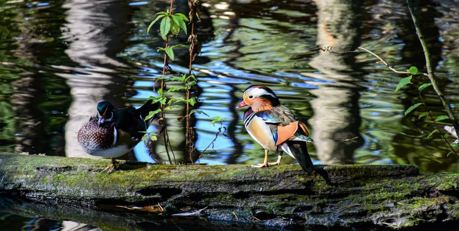 a couple of birds standing on top of a log, a photo, flickr, donald duck in real life, 🦩🪐🐞👩🏻🦳, vivid colors!!, 1 7 0 0 s