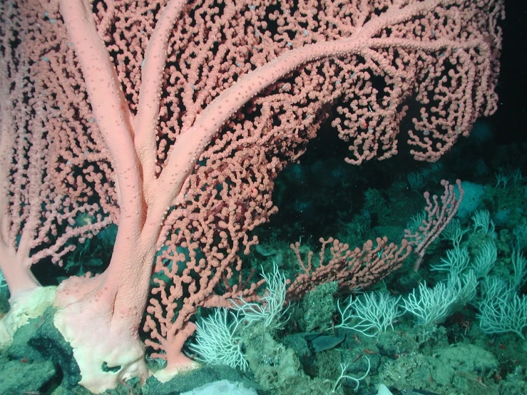 a group of corals sitting on top of a coral reef, a photo, by Robert Brackman, flickr, huge veins, covered in pink flesh, view from the side”, deep colours. ”