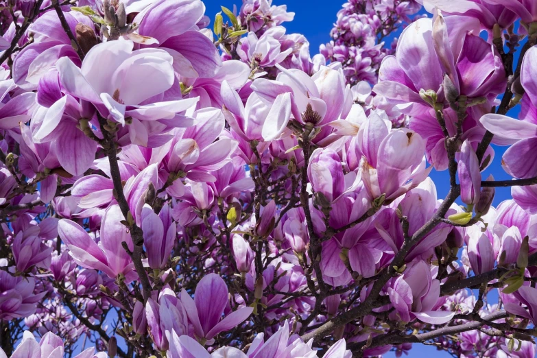 a bunch of purple and white flowers on a tree, a photo, by John Murdoch, magnolia goliath head ornaments, 🤬 🤮 💕 🎀, the sky is pink, from wheaton illinois