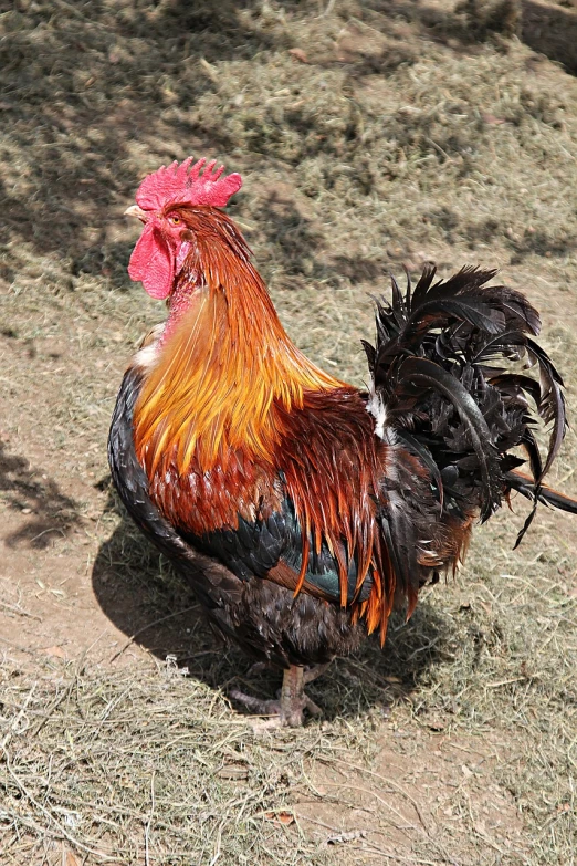 a rooster that is standing in the grass, by Nancy Spero, flickr, an afghan male type, copper, mexico, 4 0 9 6