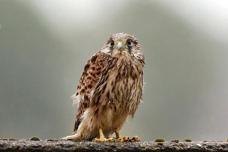 a close up of a bird of prey on a rock, a picture, by Dietmar Damerau, featured on pixabay, renaissance, standing in the rain, innocent look, portrait of merlin, looking cute