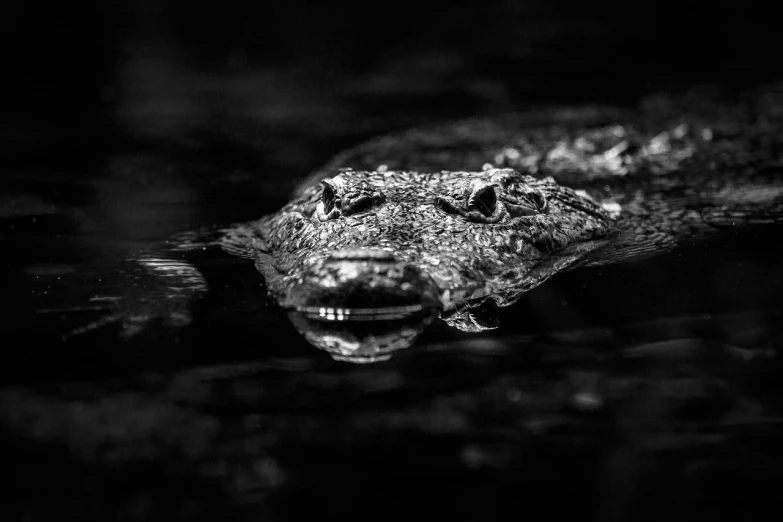 a black and white photo of an alligator, a portrait, by Niklaus Manuel, pexels contest winner, hurufiyya, high contrast 8k, liquid light, floating in water, looking at you