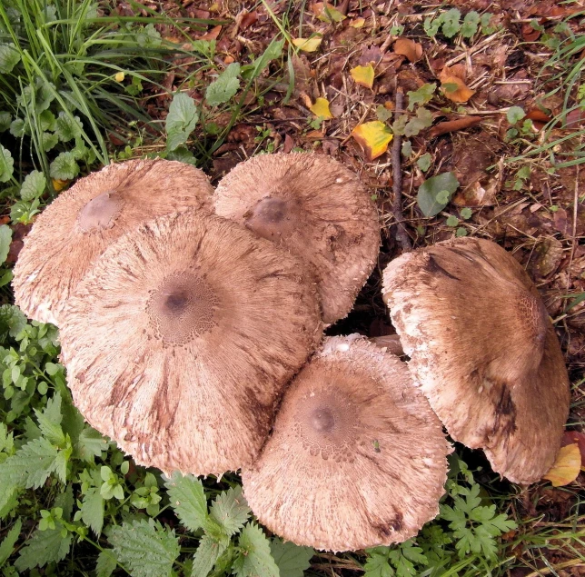 a group of mushrooms sitting on top of a lush green field, a portrait, by Robert Brackman, flickr, very pale, aged 13, underside, ruffles