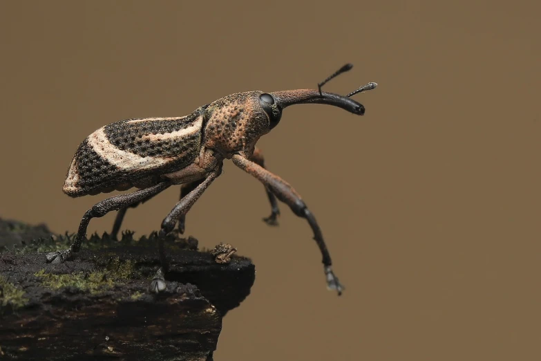 a close up of a small insect on a rock, zbrush central contest winner, hurufiyya, giraffe weevil, highly detailed product photo, on a branch, on wood