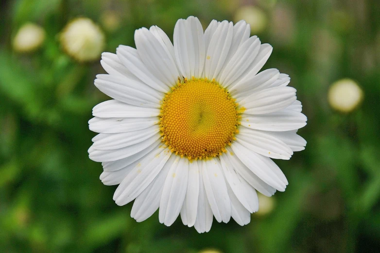 a close up of a white flower with a yellow center, a portrait, by Jan Rustem, pixabay, chamomile, various posed, birds - eye view, proper shading