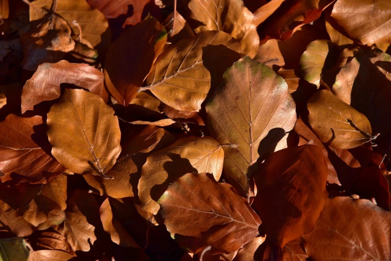 a bunch of brown leaves laying on the ground, a photo, photorealism, beautiful natural backlight, deep shadows and colors, oaks, trap made of leaves