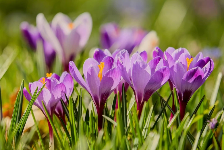 a group of purple flowers sitting on top of a lush green field, a photo, by Hans Schwarz, shutterstock, daffodils, depth of field!, brilliantly colored, warm sunshine