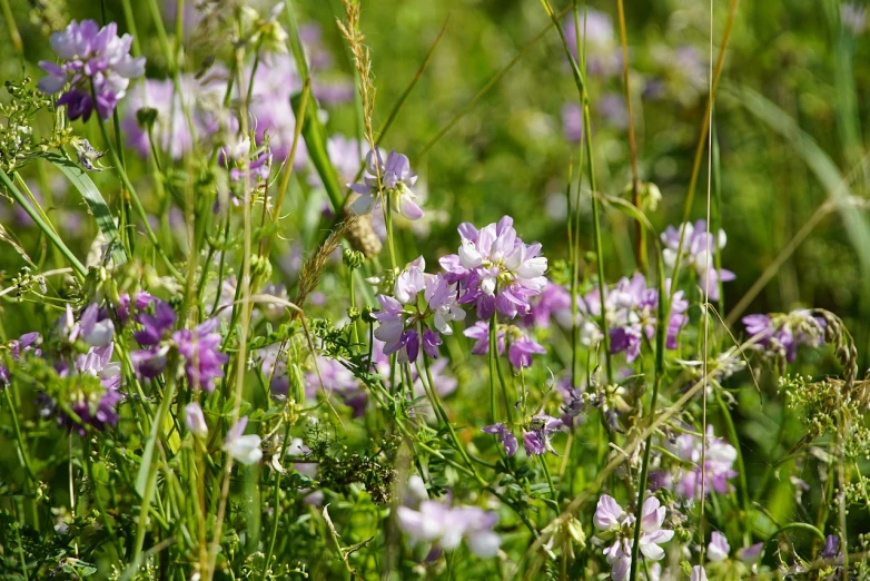 a field full of purple and white flowers, by Richard Carline, flickr, pink white and green, hestiasula head, ringlet, summer light