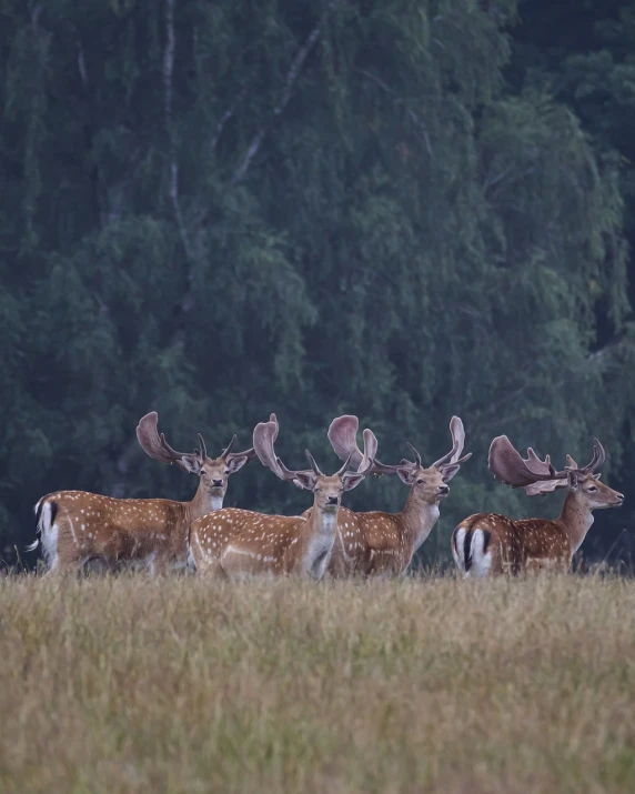 a herd of deer standing on top of a grass covered field, a portrait, baroque, in the rain in the early evening, backpfeifengesicht, winning photo