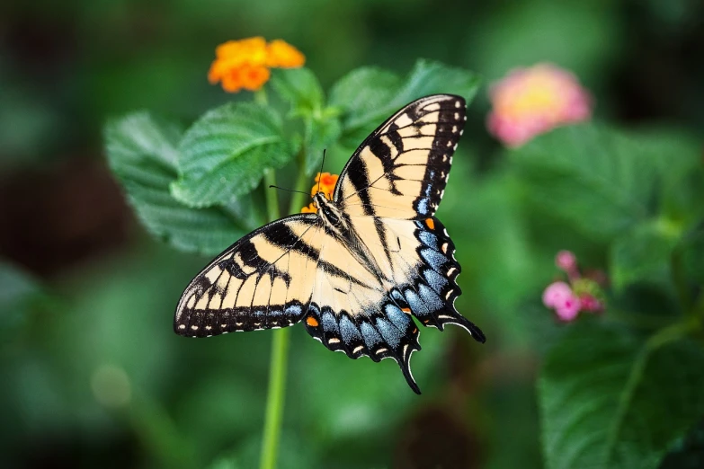 a close up of a butterfly on a flower, flickr, avatar image, swallowtail butterflies, national geographic style”, 2 0 1 0 photo